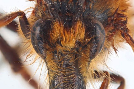[Lonchorhyncha ecuadoria male (anterior/face view) thumbnail]